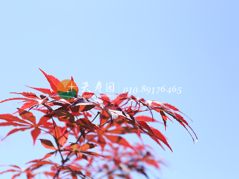 天寿陵园景色 天寿陵园景色