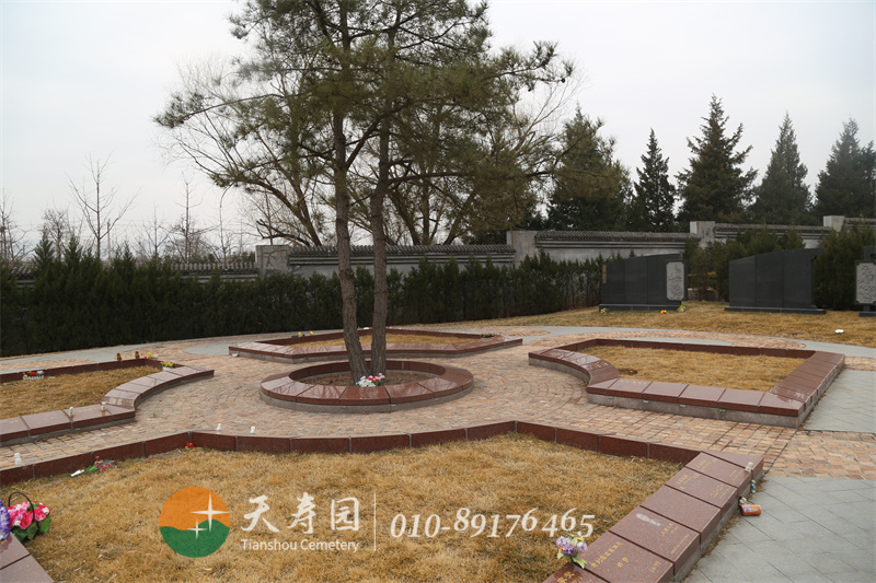 天寿陵园树葬墓地实拍 天寿陵园树葬墓地实拍