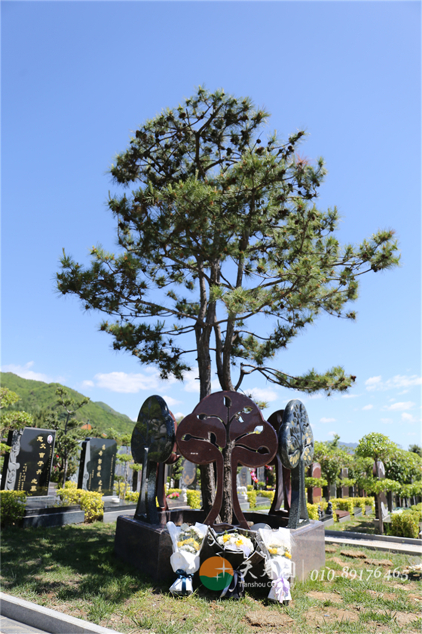 树葬墓地实拍 树葬墓地实拍