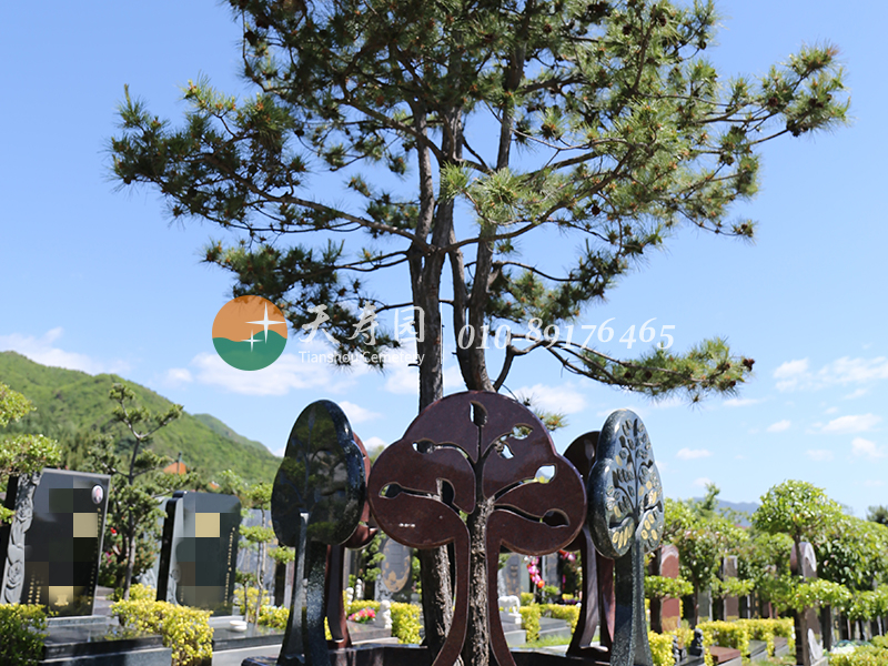 天寿陵园树葬墓地 天寿陵园树葬墓地