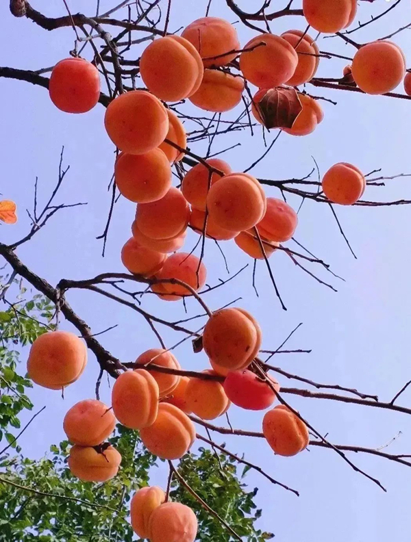 天寿陵园柿子树 天寿陵园柿子树