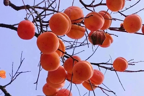 天寿陵园选墓怎么选？有告别厅吗？怎么安葬？