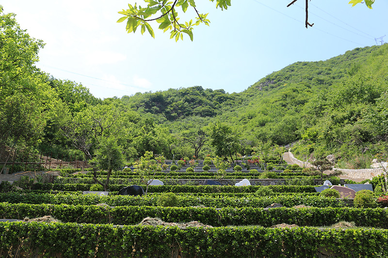 九公山长城纪念林